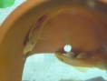 /album/ancistrus-sp-l144/l144-samice-jpg/